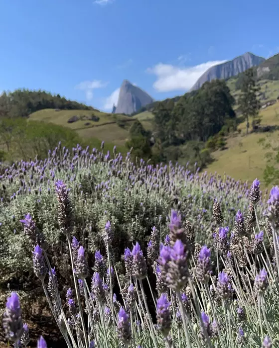 Lavandário Pedra Azul com campos de lavanda e montanhas ao fundo