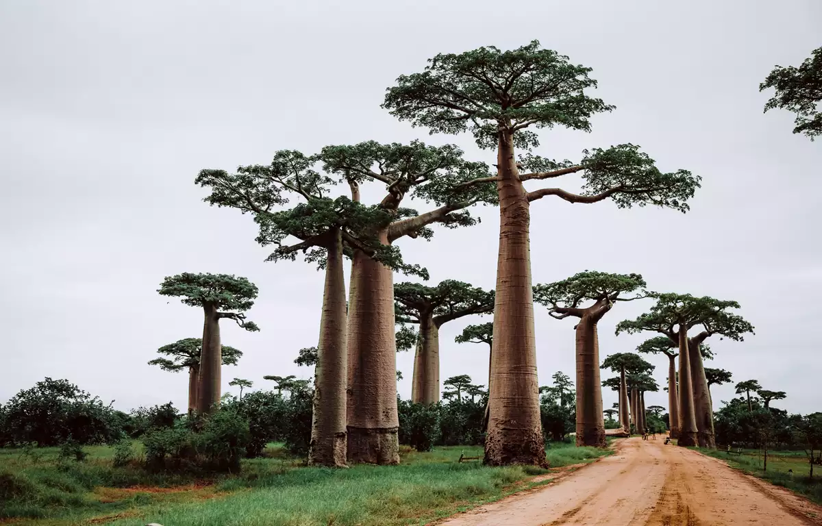 Conheça a Madagascar - Ilhas do Oceano Índico 1 Madagascar
