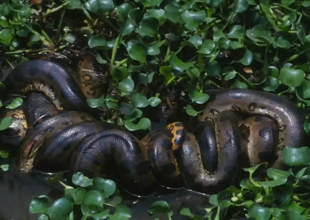 cobra gigante na amazonia
